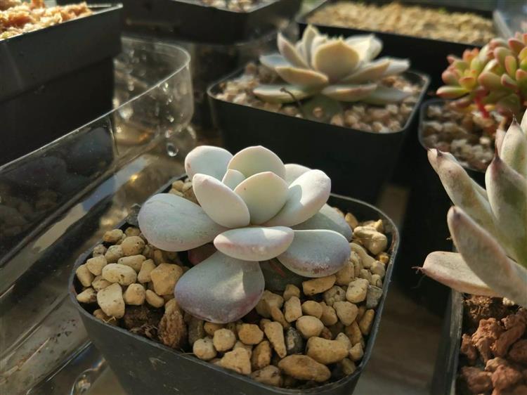 放暑假多肉怎么办,南方暑假不在家多肉怎么办