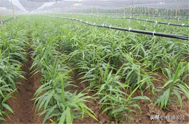 脱毒生姜培育与栽培高产技术,想要生姜种植高产这些技术少不了