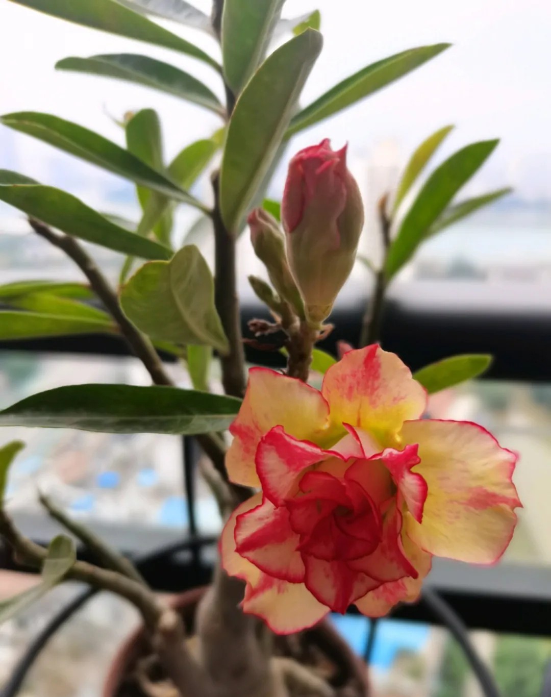 84个沙漠玫瑰品种，收起来慢慢看，待到来年春天选几种喜欢的养