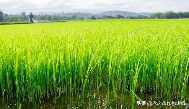 水稻长青苔怎么治理,水稻田里长青苔怎么处理
