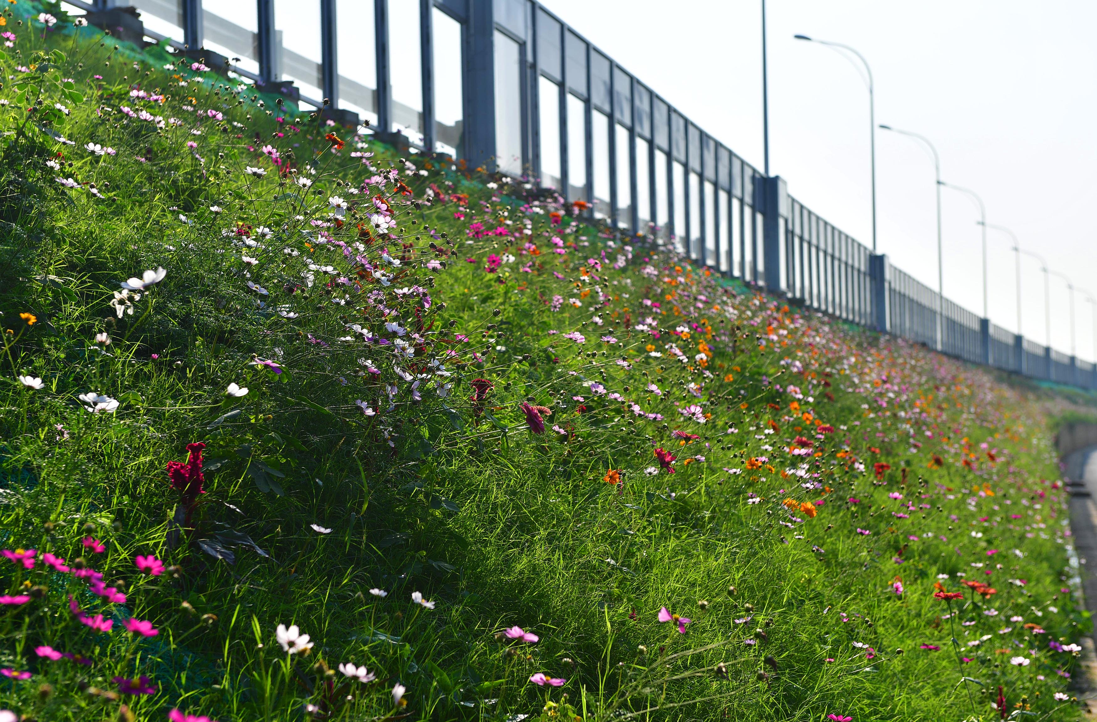 花田花海值得去吗,这些美到爆的花海一定要去看看