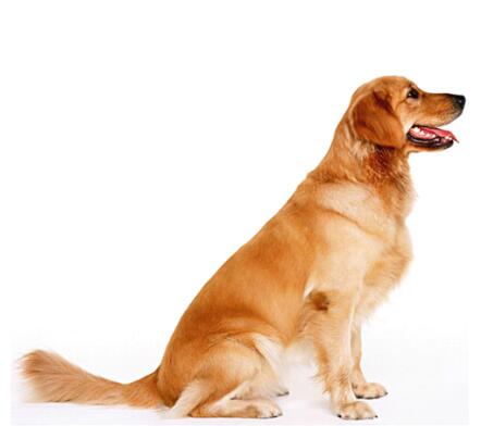 公狗狗不育怎么回事,公狗狗的生殖系疾病