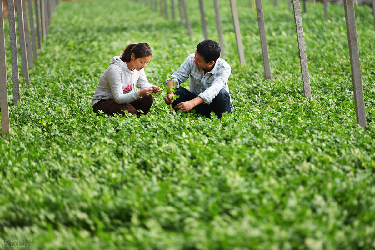 农村有前景的4个赚钱的路子，值得想创业的你选择参考