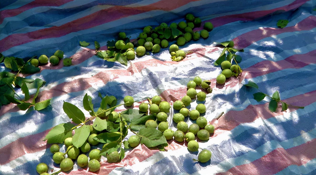 邯郸白露,涉县白露打核桃视频