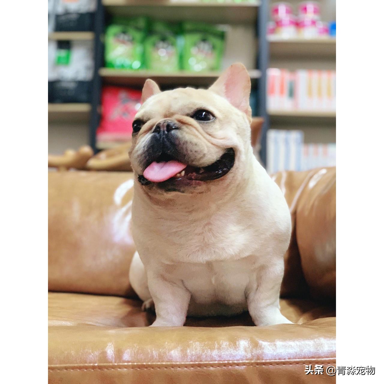 宠物狗耳螨怎么办啊,耳螨狗狗应该注意什么