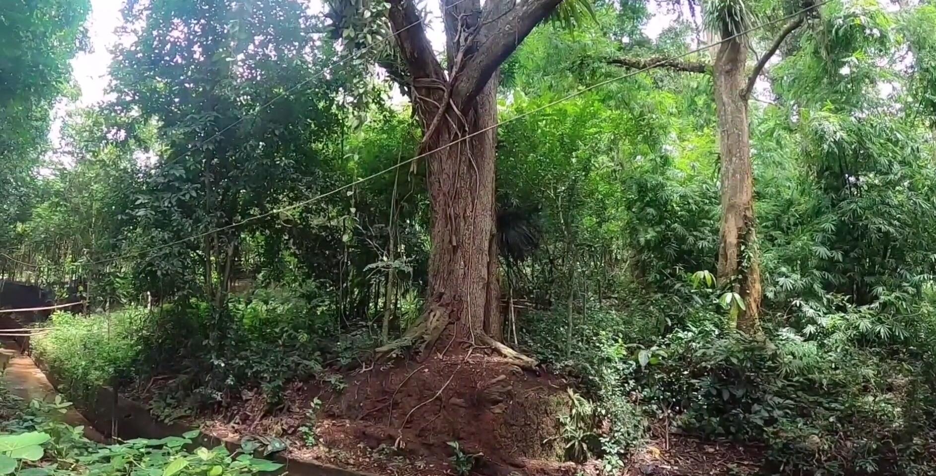 西双版纳热带雨林导游,西双版纳热带雨林谷导游