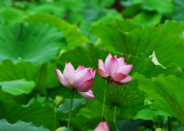 涔愯嚦鑽疯姳鎽勫奖浣滃搧娆ｈ祻,涔愯嚦鍗拌薄鎽勫奖