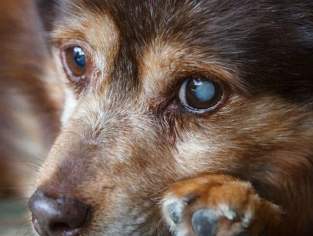 狗狗最常见的十大疾病,盘点狗狗常见的六种疾病