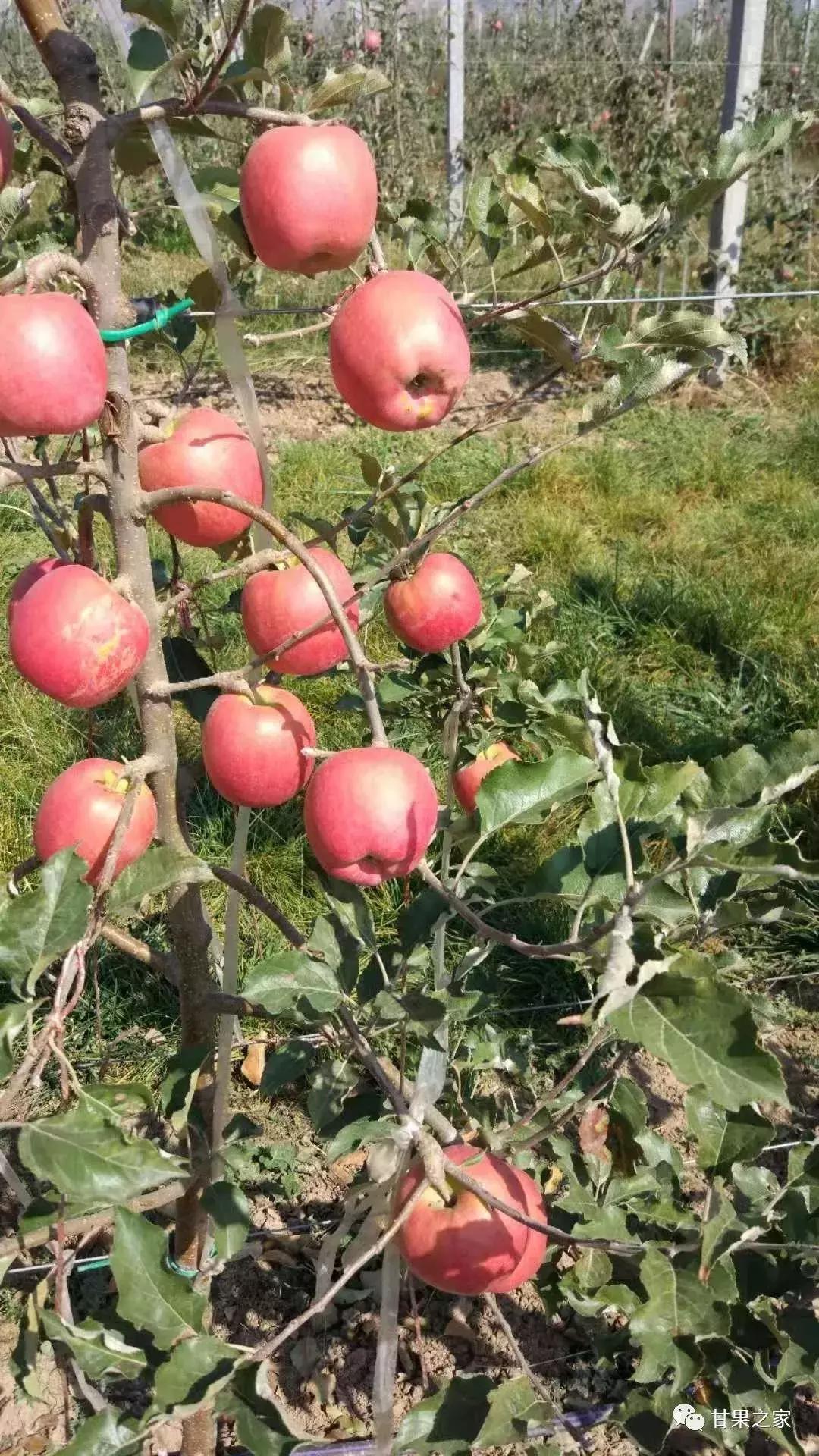 最常见的苹果5个品种,各种类型苹果