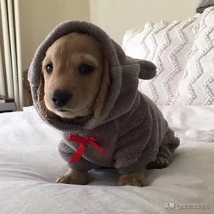 怎样训练狗狗不在家乱拉乱尿,狗狗最近在家乱尿是怎么回事