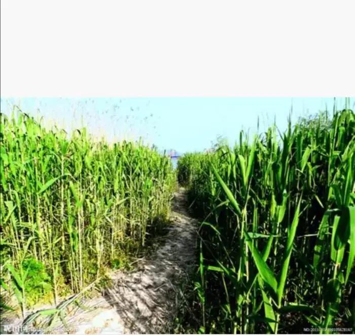 替死鬼全文阅读免费,替死鬼电影