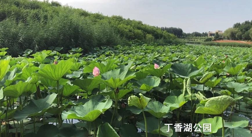 沈阳荷花游玩时间,现在沈阳哪个公园荷花开放