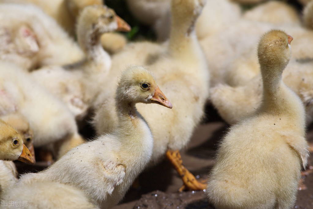 小鹅腿软站不稳怎么治鹅先腿瘸后死亡什么病吃什么药治疗