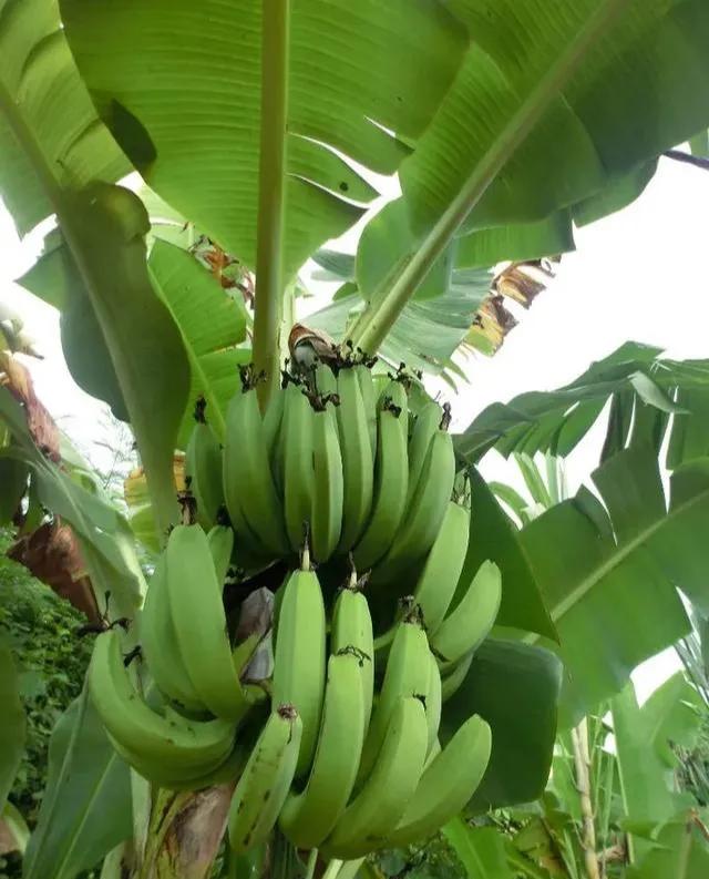 全球旅游放开了吗,全球放开旅游的国家有哪些