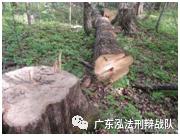 水母雪兔子为什么不能采摘,非法采摘水母雪兔子会有什么后果