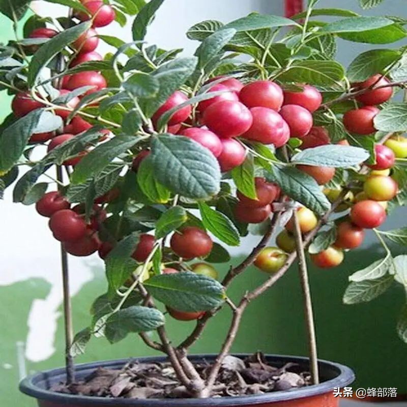 欧李钙果适合在什么地方种植,欧李与钙果及山楂有什么区别