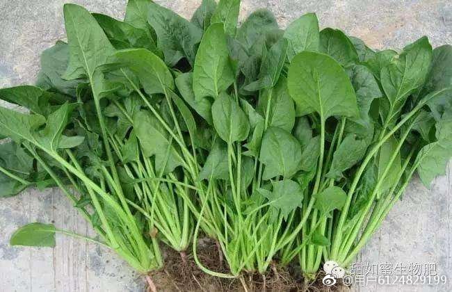 汉字中读音相同意思不一样的字,神奇的汉字长读音