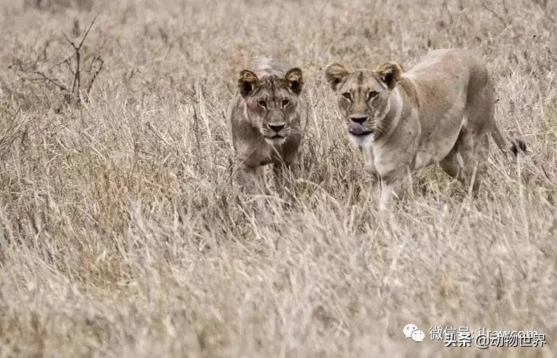 出游在外小心不要被动物吃掉哦
