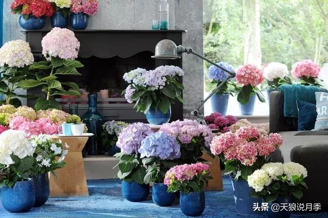 绣球季家里不缺花，全场8折迎初夏