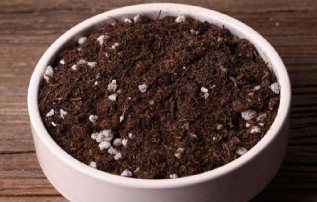 丽格海棠生长记录,重瓣丽格海棠的生长环境是什么样