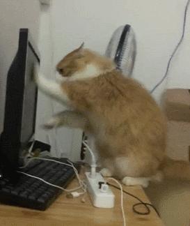 网友哭了：抓破沙发、抓坏窗帘，猫咪为什么那么喜欢到处磨爪子？