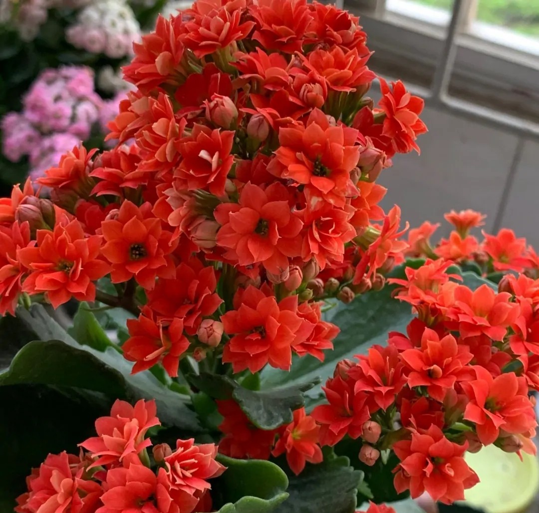 单瓣长寿花品种大全图,长寿花单瓣最好看的品种