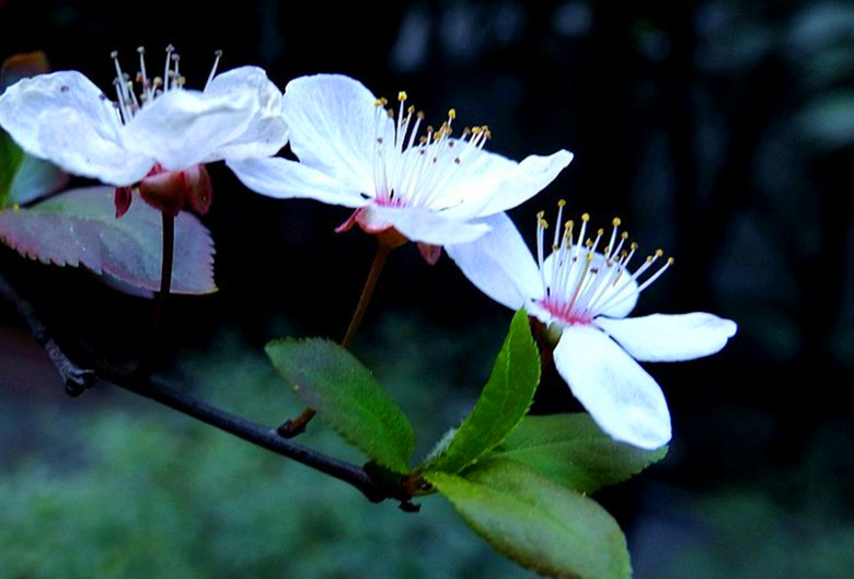 正官坐下食神如何取象,食神取象是什么意思