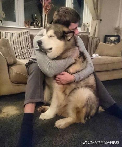 接触宠物感染,怎么防止宠物感染病毒