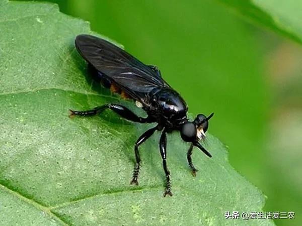 现在农村最快致富是什么行业,农民致富的手工行业