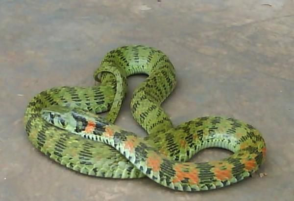 有毒蛇的地方长什么草,有毒蛇和无毒蛇咬的伤口区别