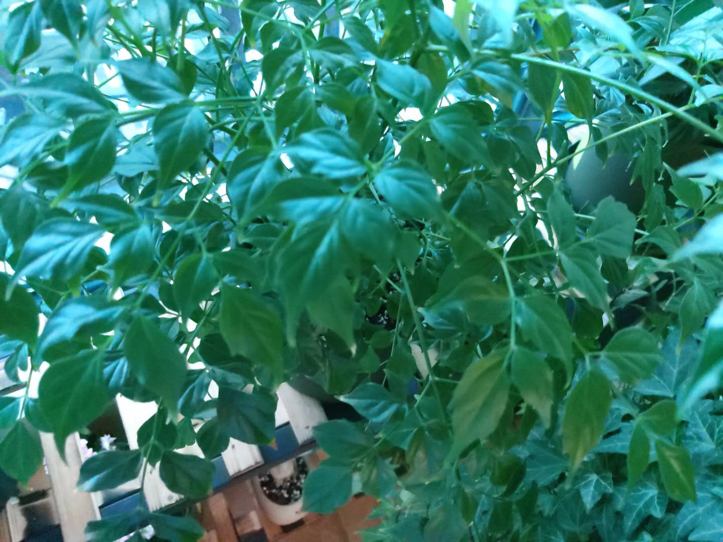 家庭”养花“，怎么选”肥？无需多用，2种“就够”