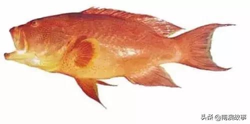 潮汕热销海鲜品种,潮汕常见的海鲜大全