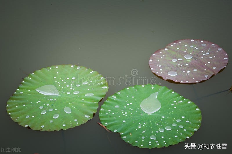 赞美荷叶的优美诗句,荷叶的诗句经典