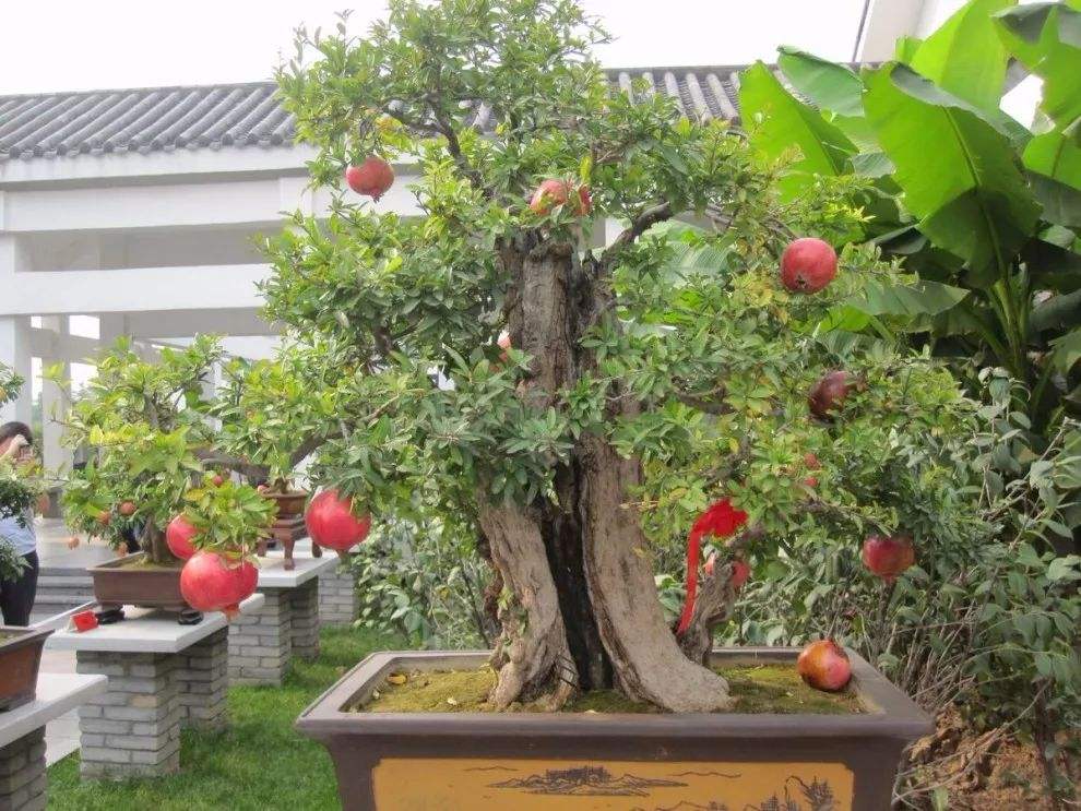石榴盆景都是嫁接的吗,盆景石榴嫁接的好还是原生的好
