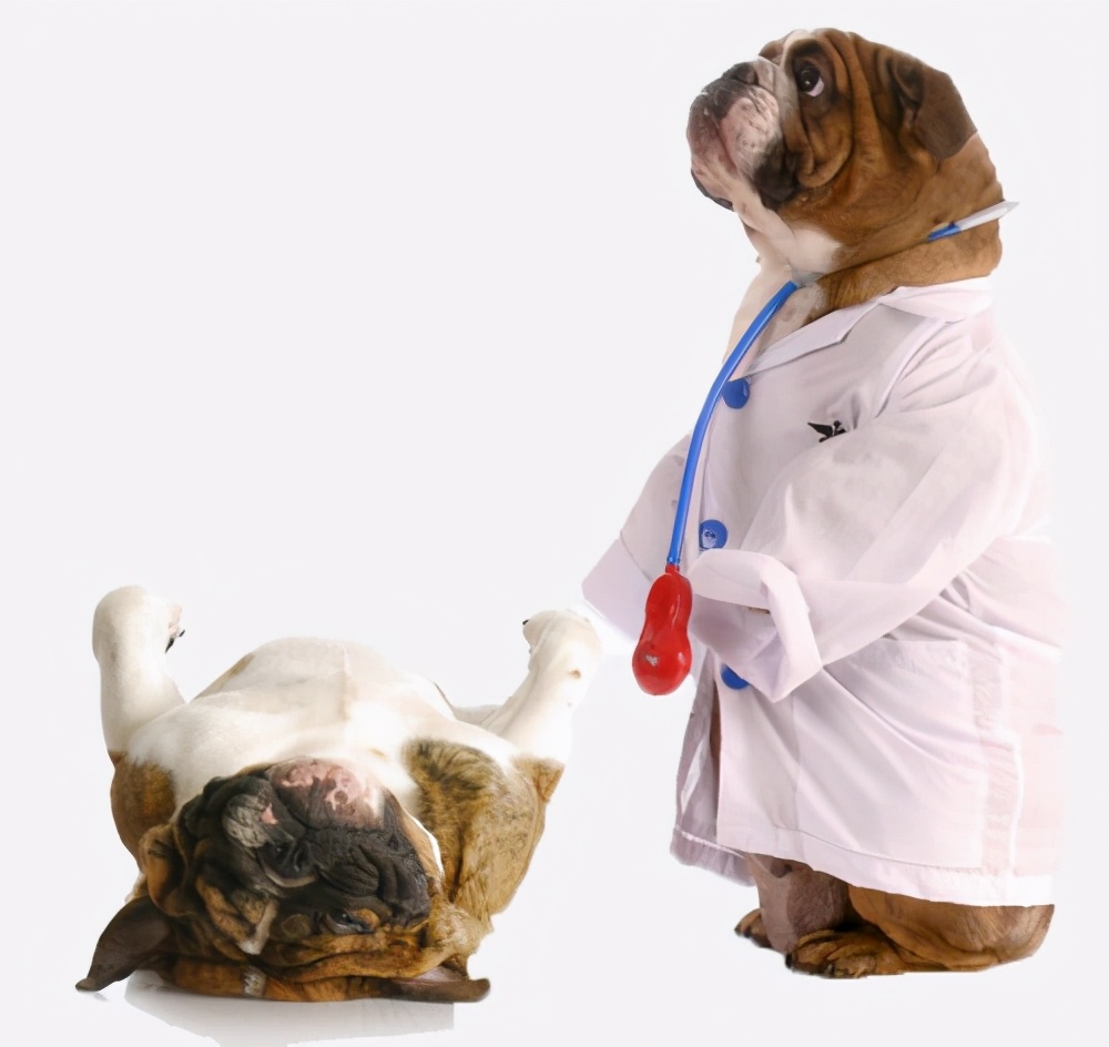 一条有味道的养宠知识,狗狗便便怎么区分臭和腥臭