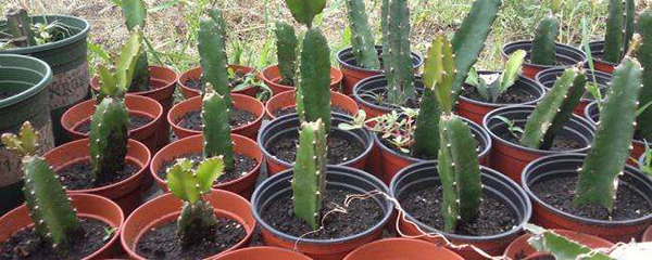 火龙果的籽几年能结果,红心火龙果几年结果