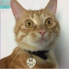 猫咪走失最有效的方法,猫咪走丢1周怎么寻回