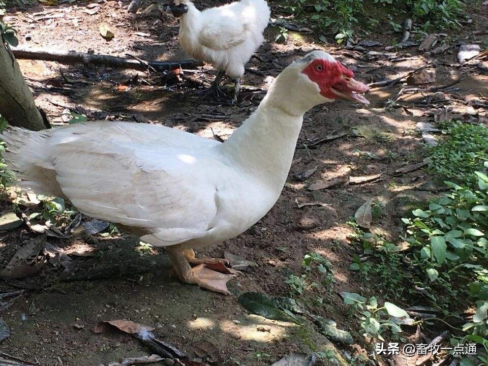 雏鸭霉菌毒素中毒,鸭毒梭菌中毒怎么治