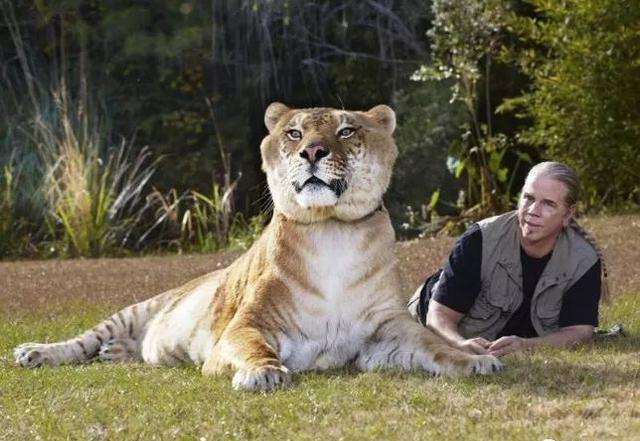 狮虎兽400斤,狮虎兽最大体重五百多公斤