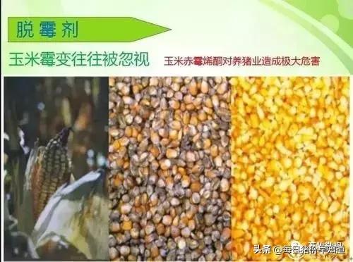 「猪病防治」新玉米来了，养殖不脱霉，最后都是赔