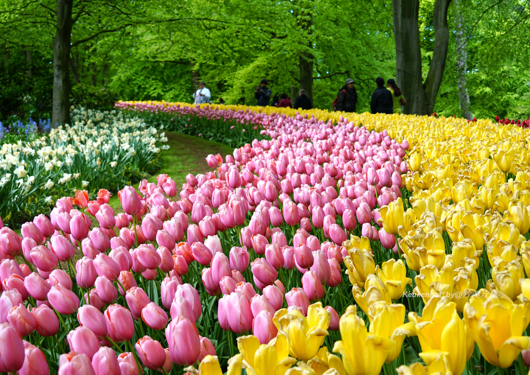 带你观赏荷兰郁金香,荷兰郁金香花海什么时候开