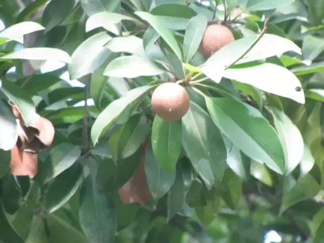 海南珍贵树木有哪些图片,海南花草树木名称大全