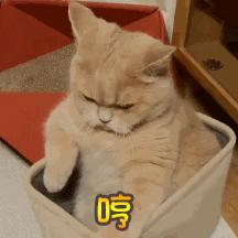 猫咪突然睡在猫砂盆里是什么情况,猫咪突然不在猫砂里尿了怎么回事