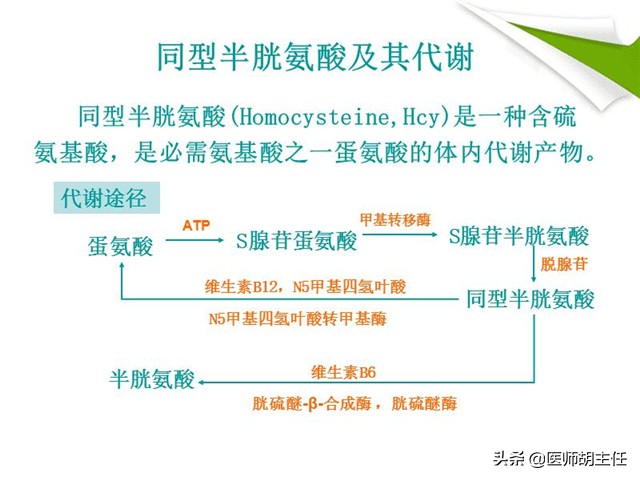 高同型半胱氨酸血症对人体的危害,同型半胱氨酸高易患什么病