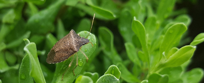 臭屁虫对人皮肤会干嘛,臭屁虫伤害皮肤会长斑点吗