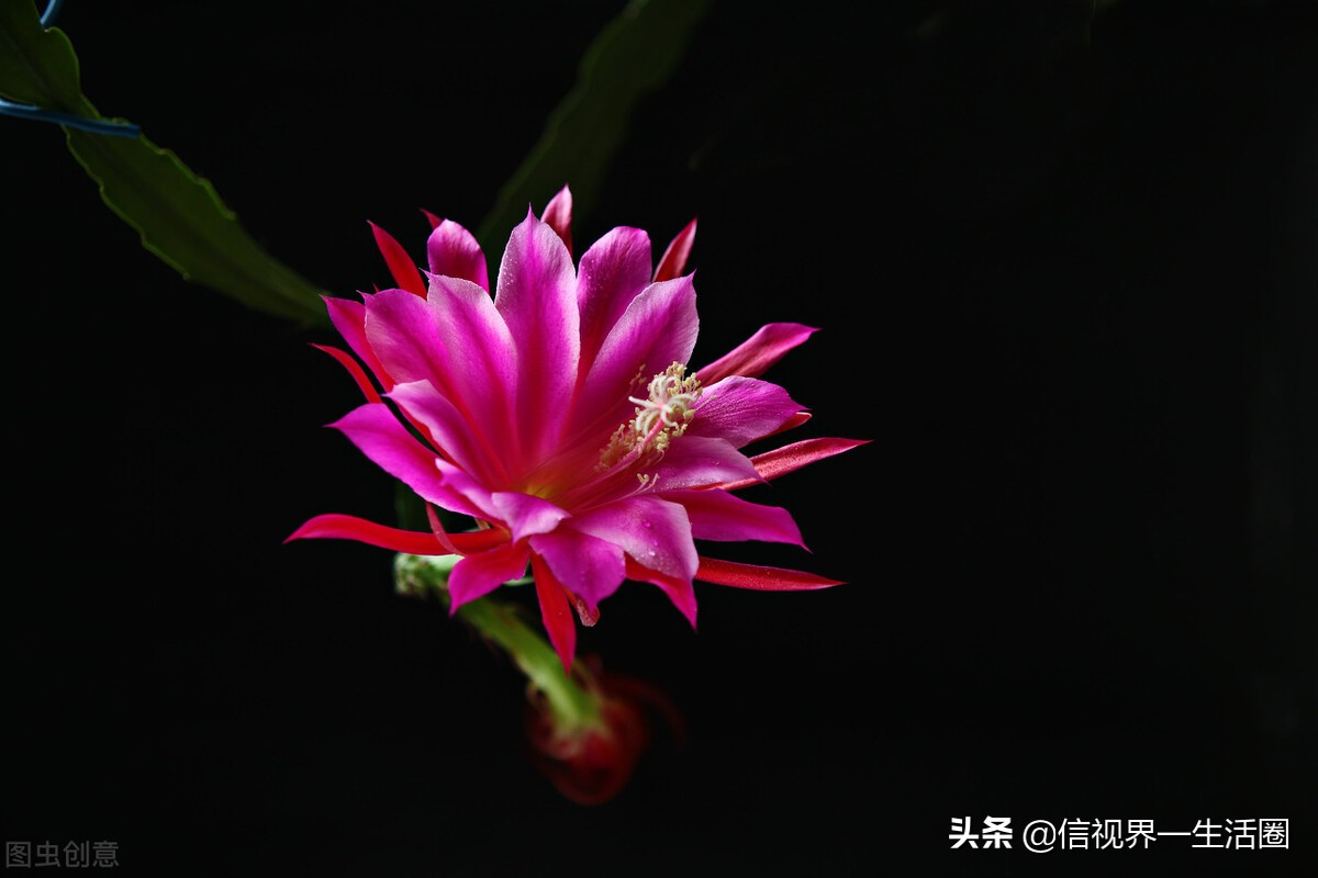 怎样配制花卉育苗用的营养土,果树花卉营养土的配制方法