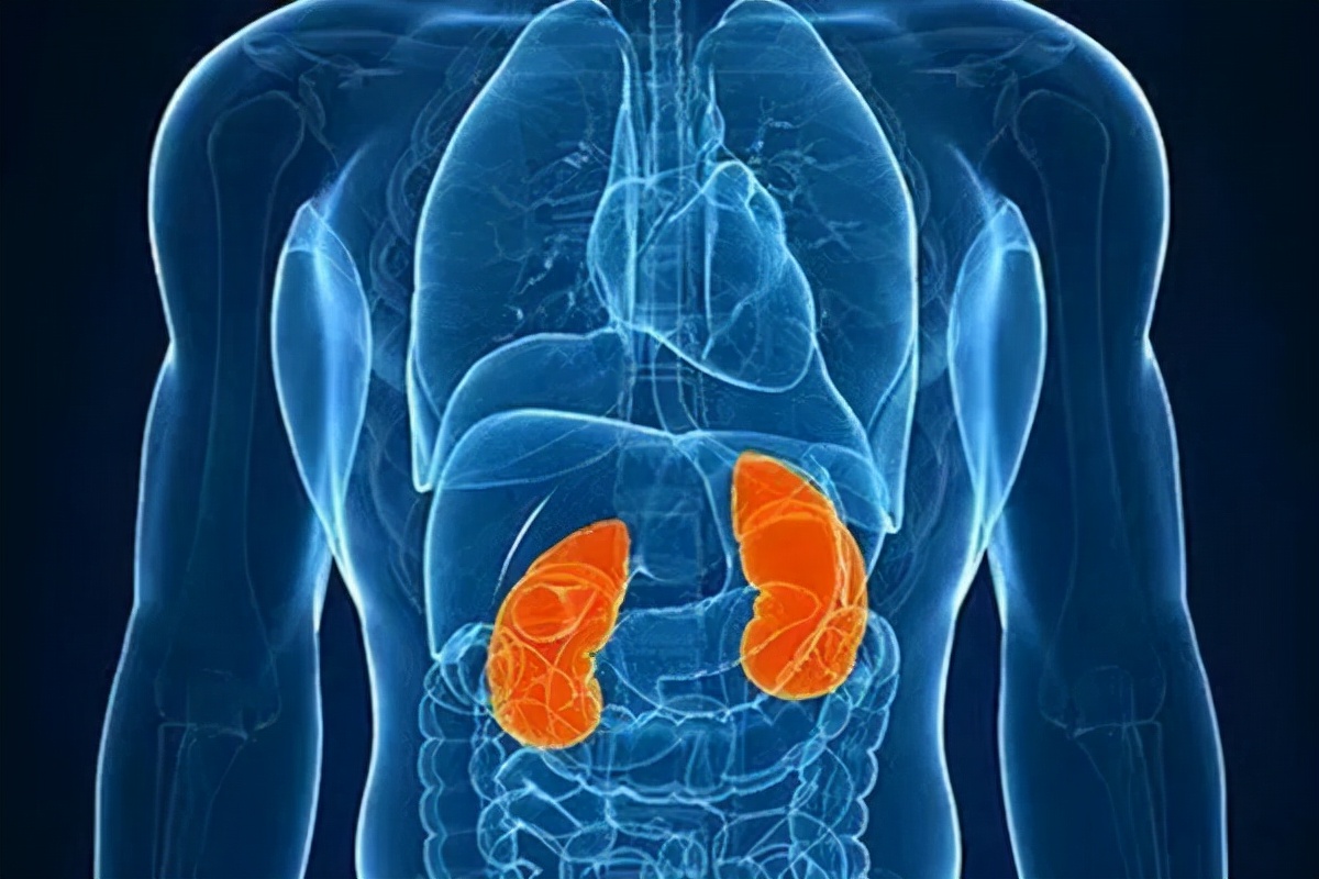 有没有一个肾大一个肾小的情况,肾少了一个行吗