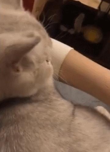 英国短蓝猫好养吗,千万别养蓝猫