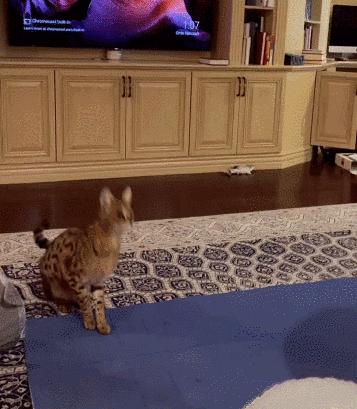 猫咪没坏心眼视频,猫咪没有坏心思在线阅读