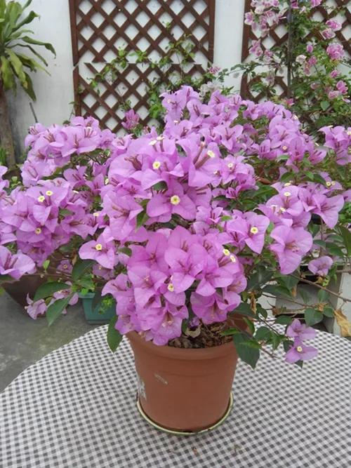 2021年大火的10个三角梅品种，图名并茂欢迎认领，看有无你喜欢的